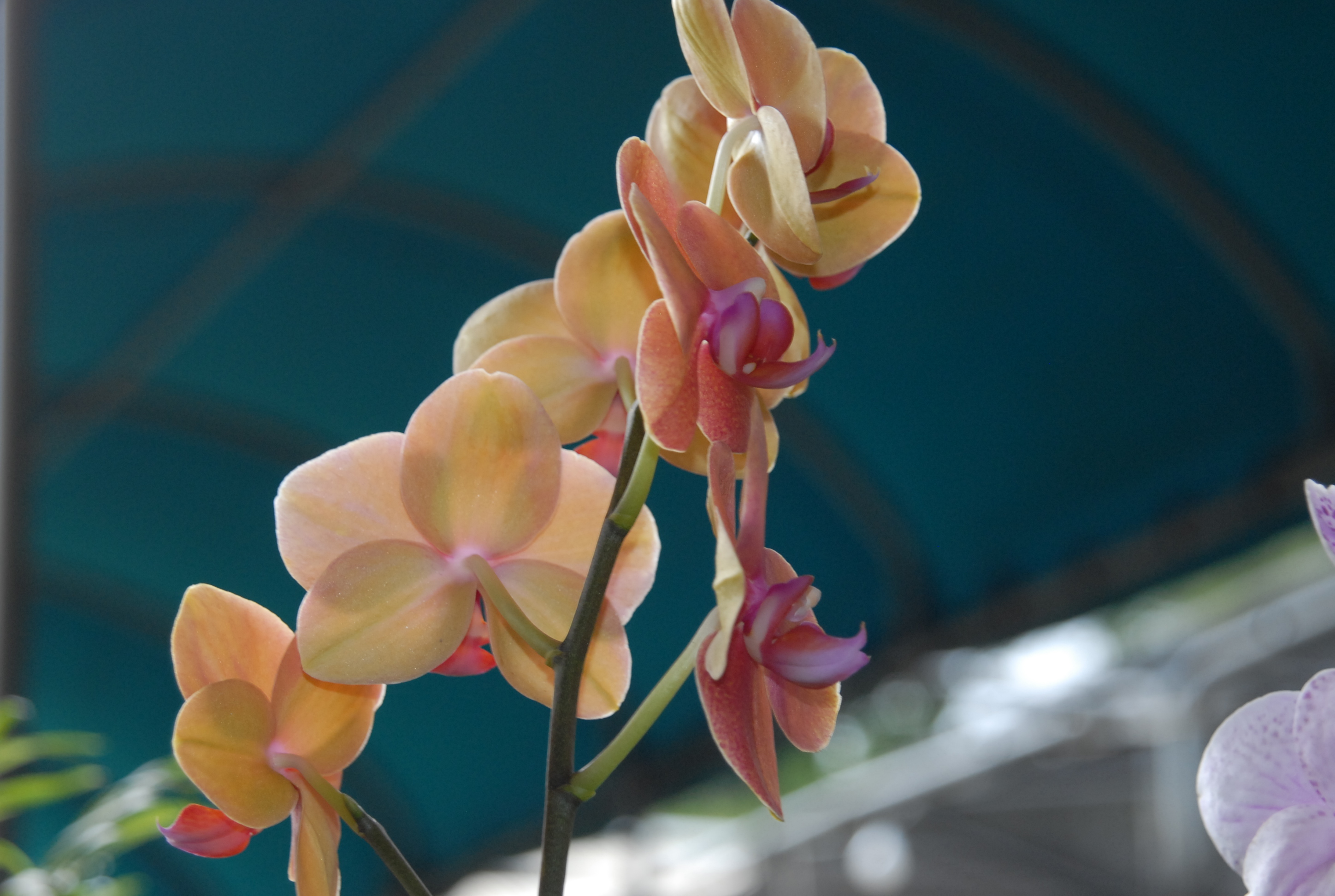 Growing moth orchids is not difficult 